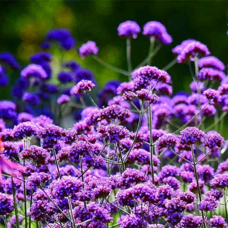 Werbena patagońska miniaturowa sadzonki