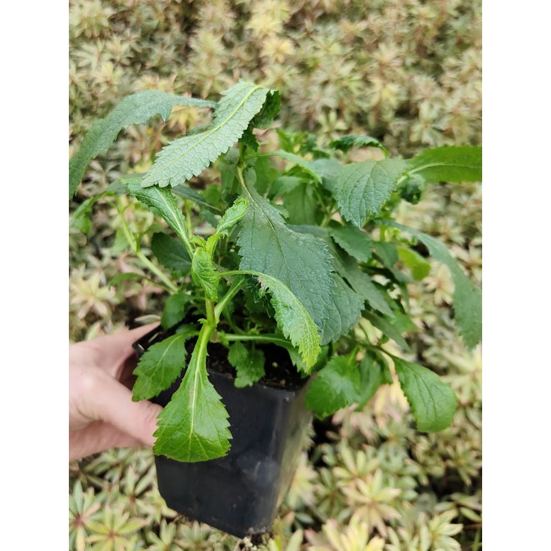 Werbena patagońska sadzonki