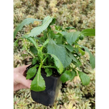 Werbena patagońska sadzonki