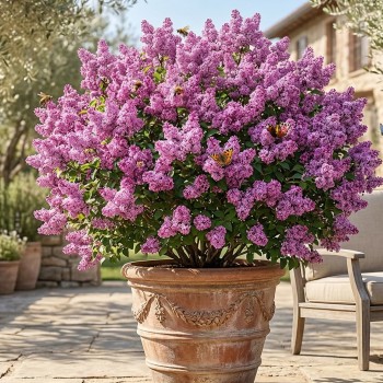 lilak palibin sadzonka