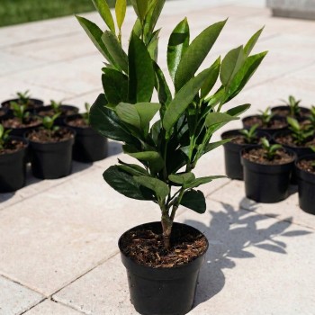 sadzonki na żywopłot laurowiśnia kaukaska