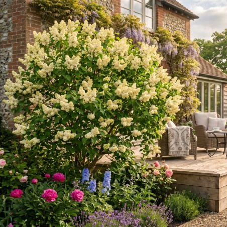 Lilak primrose sadzonki