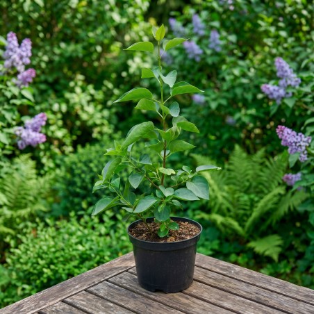 żółty lilak sadzonki