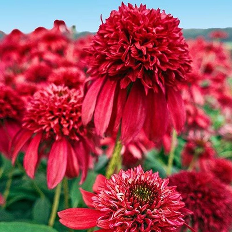 jeżówka czerwona sadzonki sklep