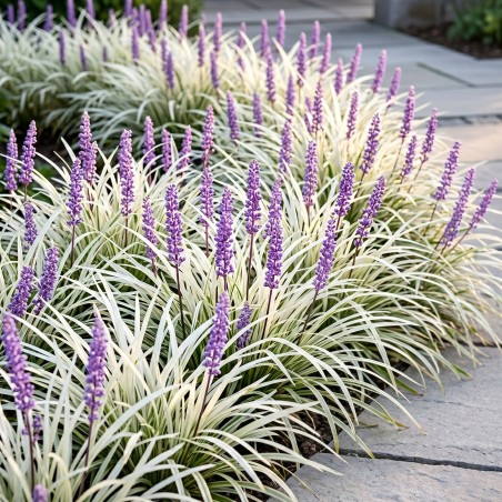 Liriope okina sadzonka