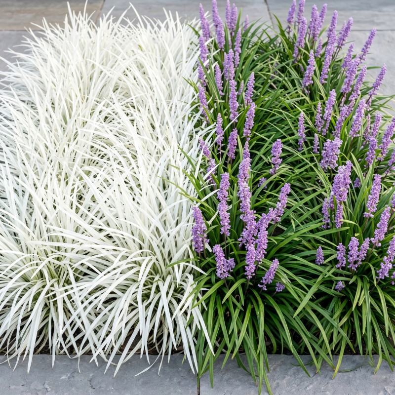 Liriope szafirkowe sadzonka