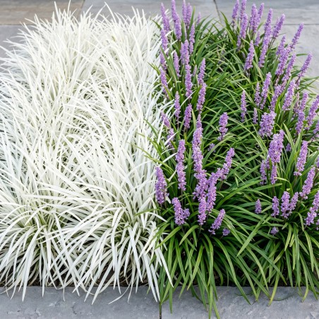 Liriope szafirkowe sadzonka