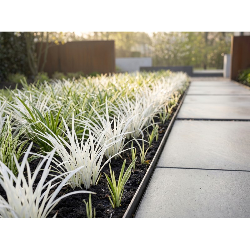 Liriope białe sadzonka