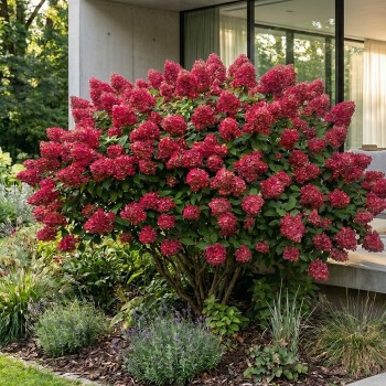 Hortensja czerwona sadzonki