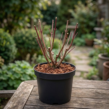 Hortensja pink annabelle cena