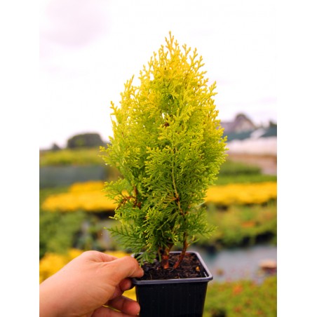 tuja aurea nana sadzonki