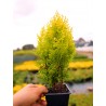tuja aurea nana sadzonki