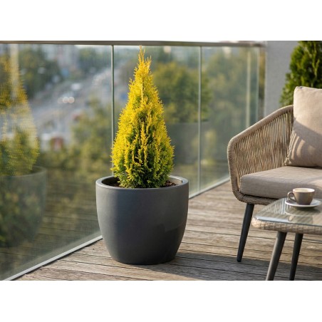 Tuja żółta sadzonki