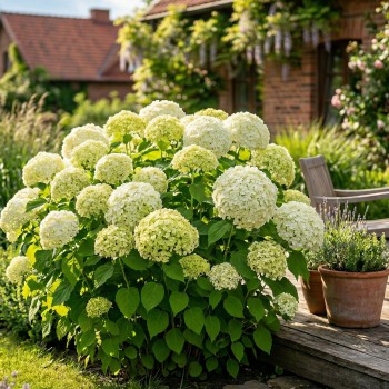 Hortensja krzewiasta 'Limette' (Hydrangea arborescens)