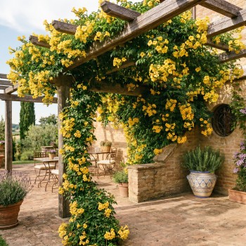 Milin amerykański sadzonki