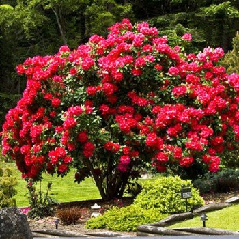 Rożanecznik czerwony sadzonki