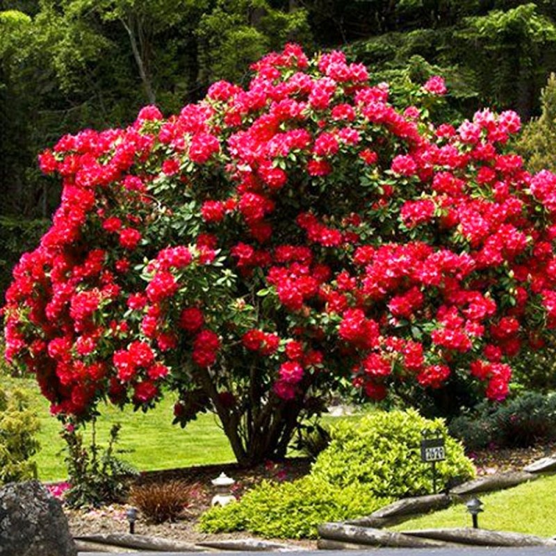 Rożanecznik czerwony sadzonki