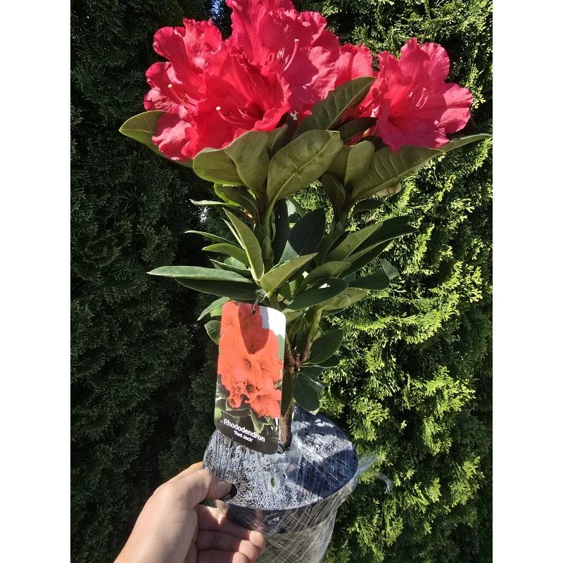 Różanecznik czerwony sadzonki