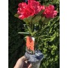 Różanecznik czerwony sadzonki