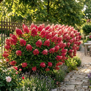 Hortensja czerwona sadzonki