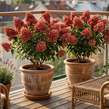 Hortensja miniaturowa sadzonki