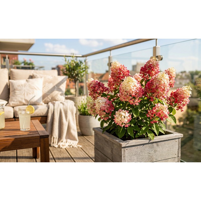 Hortensja na balkon sadzonki