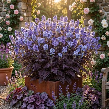 Wielosił rozesłany 'Heaven Scent' (Polemonium reptans)