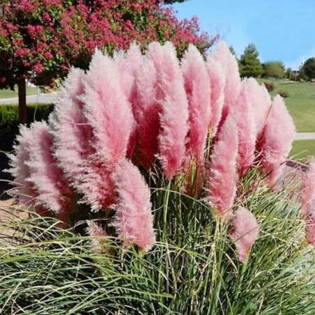 Trawa pampasowa sadzonki