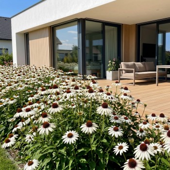 jeżówka sadzonki