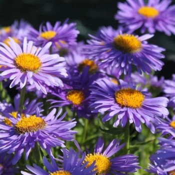 aster alpejski sadzonki