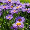 aster alpejski fioletowy