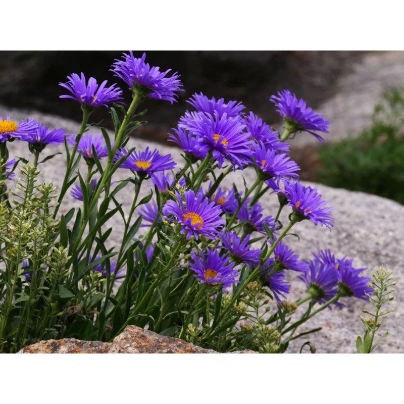 aster alpejski sadzonki