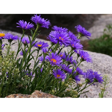 aster alpejski sadzonki