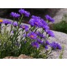 aster alpejski sadzonki