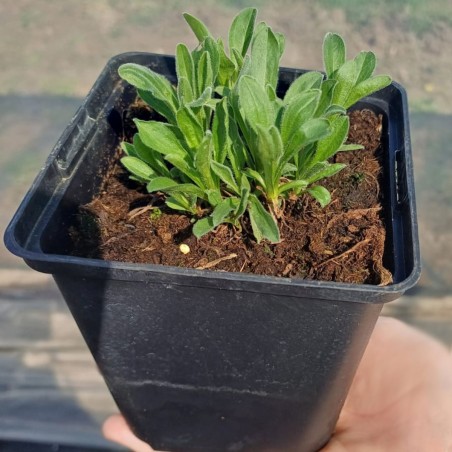 Aster alpejski różowy sadzonki
