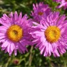 Aster alpejski różowy sadzonki