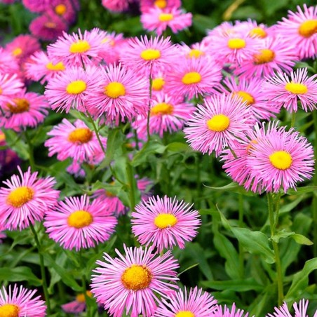 Aster alpejski różowy sadzonki