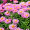 Aster alpejski różowy sadzonki