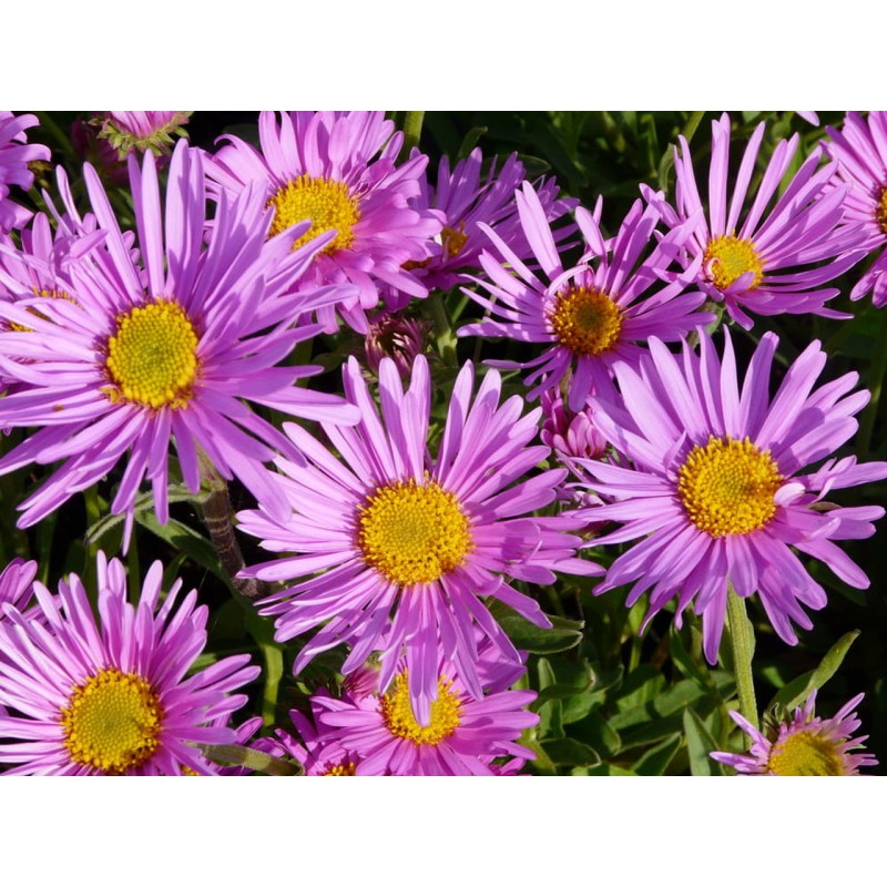 Aster alpejski różowy sadzonki