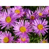 Aster alpejski różowy sadzonki
