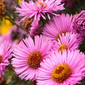 Aster krzaczaty 'Alpha Pink Delight' (Aster dumosus)