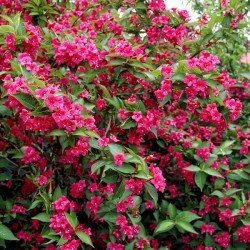 Krzewuszka Cudowna "Bristol Ruby"