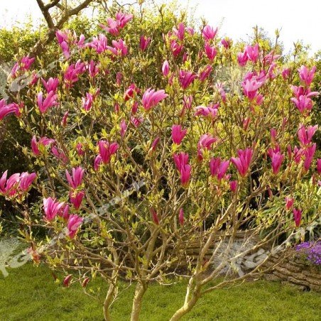 magnolia susan sklep