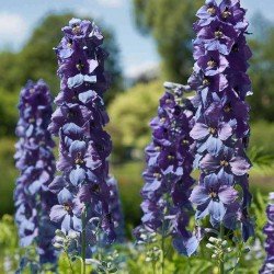 Ostróżka ogrodowa 'Dark Blue with Black Bee' (Delphinium elatum)