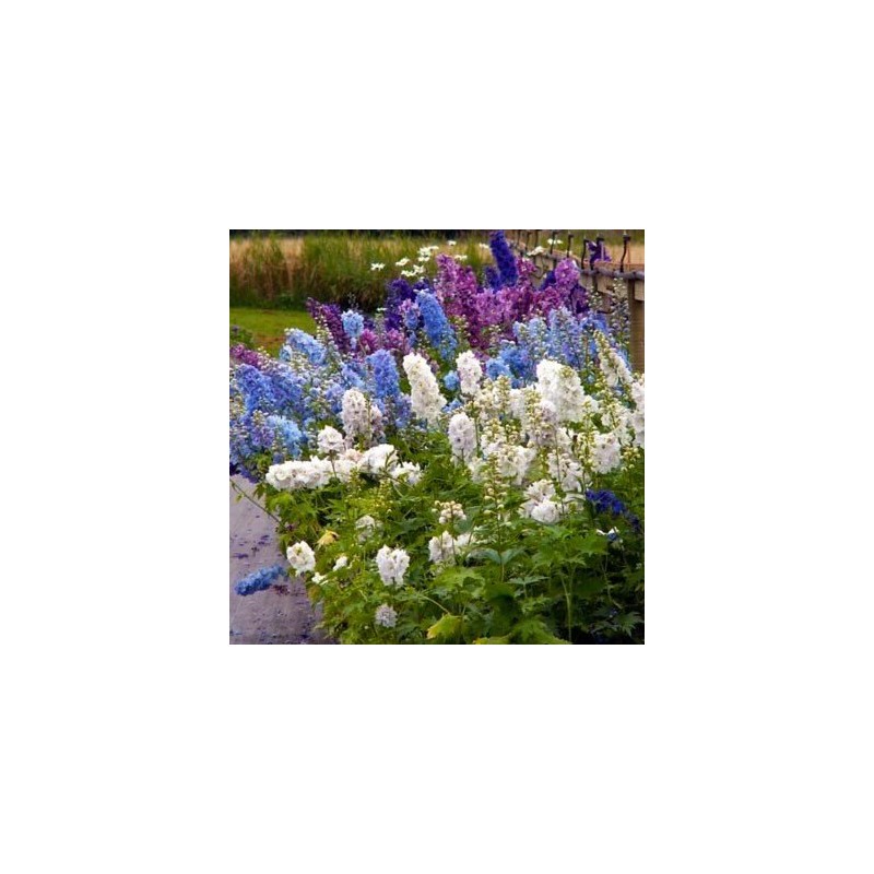 biała ostróżka sklep