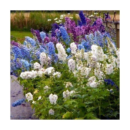 biała ostróżka sklep