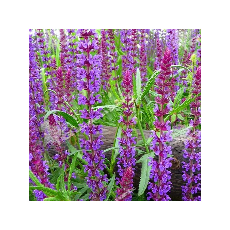 Szałwia omszona Merleau Blue