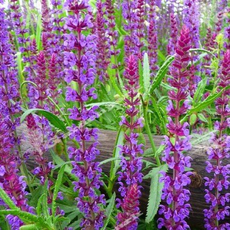 Szałwia omszona Merleau Blue