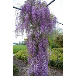 wisteria grande diva cecilia Wisteria Fl. Grande Diva Cecilia 10 Litre Pot — Grasslands Nursery main image 1