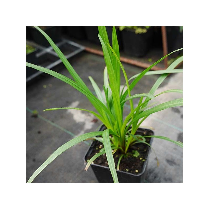 Liatra Kobold sadzonka